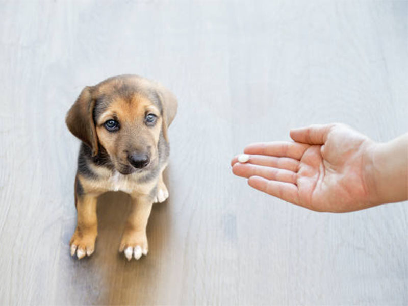 What are Dog Vitamins and Supplements